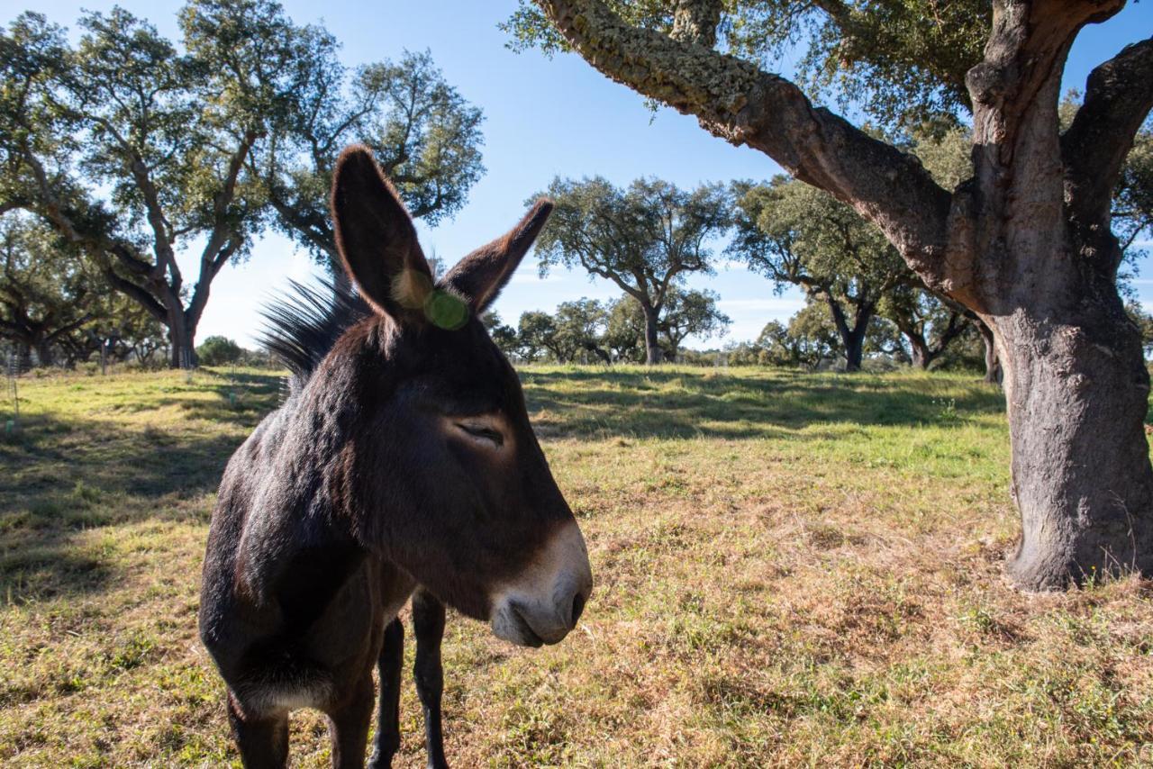 Herdade Das Onzenas De Cima Couco ภายนอก รูปภาพ
