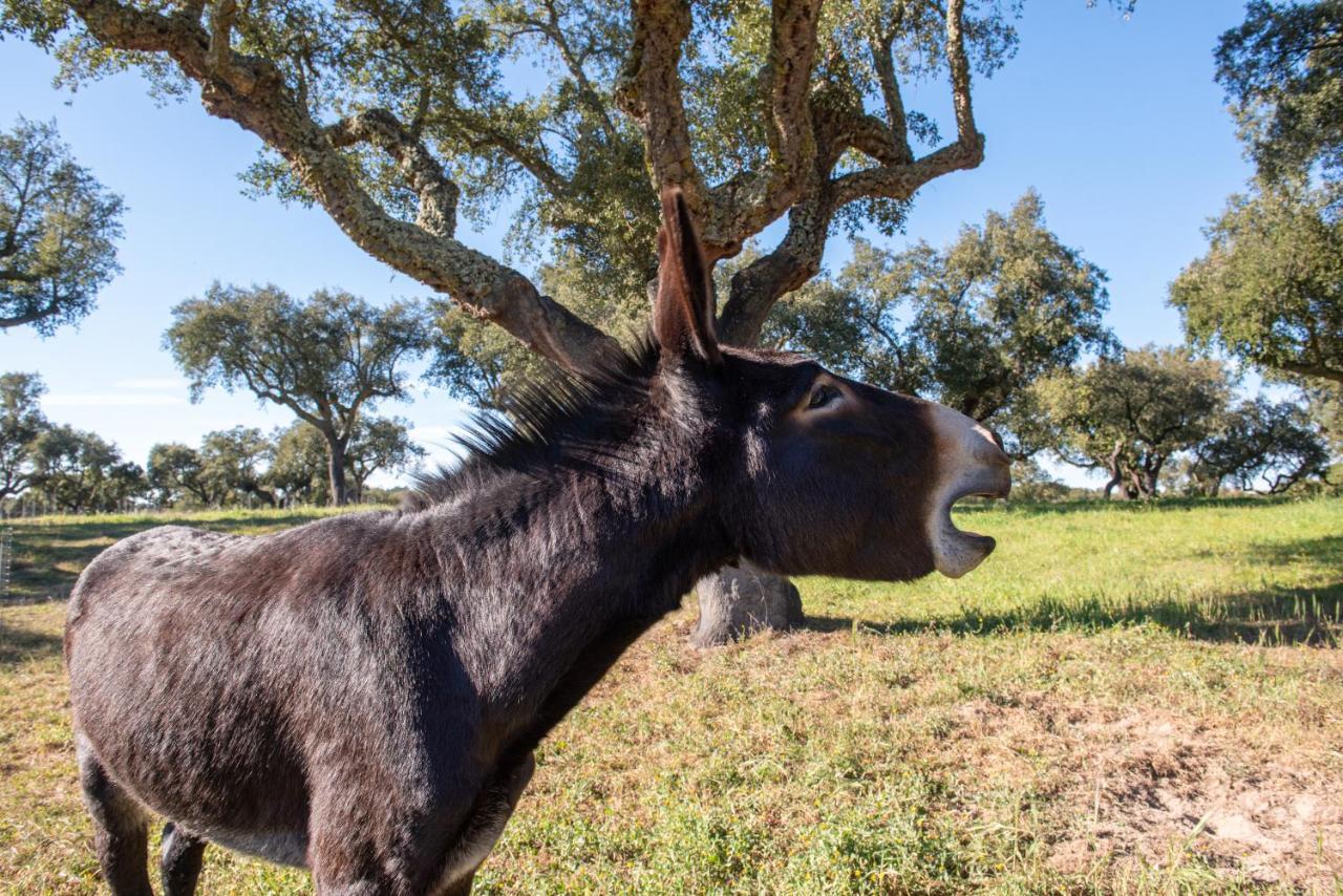 Herdade Das Onzenas De Cima Couco ภายนอก รูปภาพ